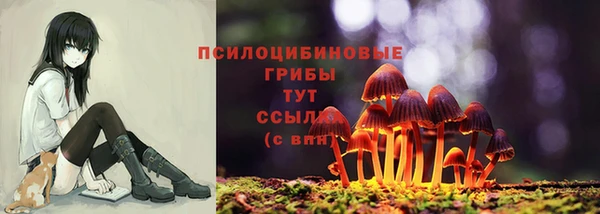 гашик Нефтекумск